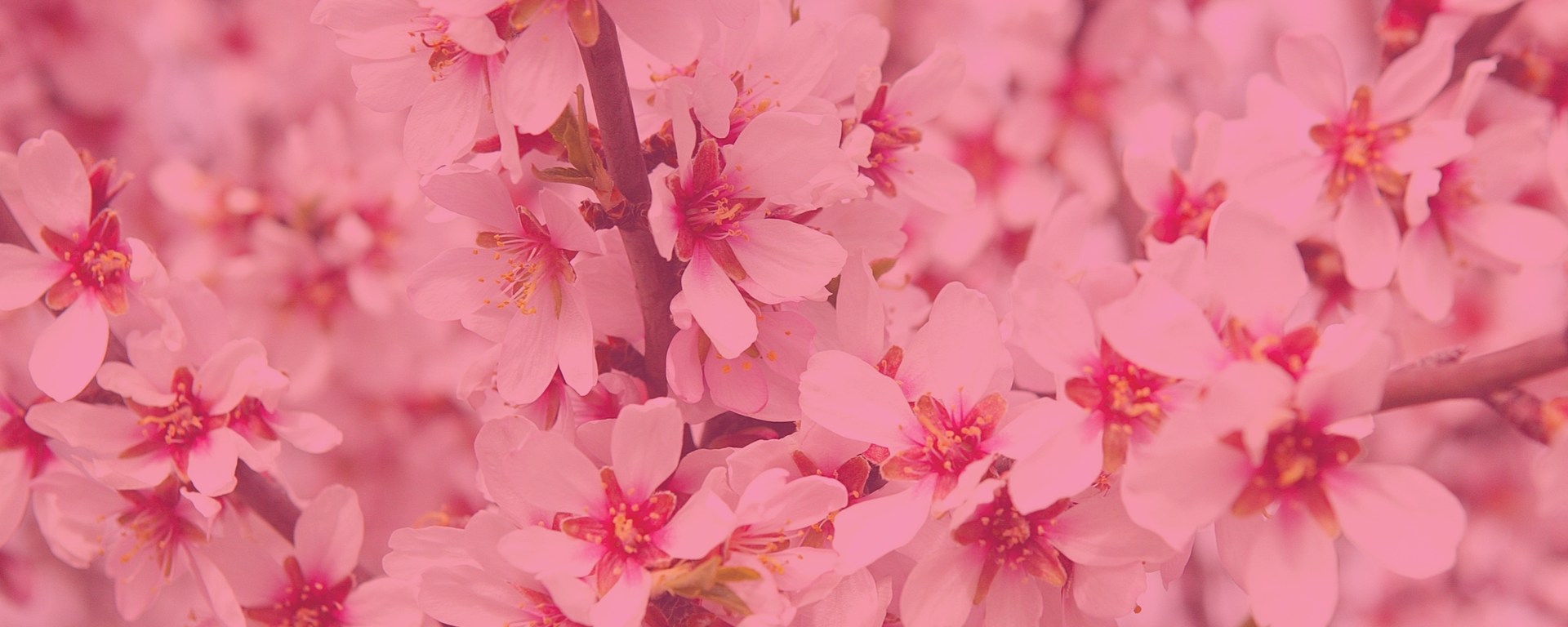 amour-inconditionnel